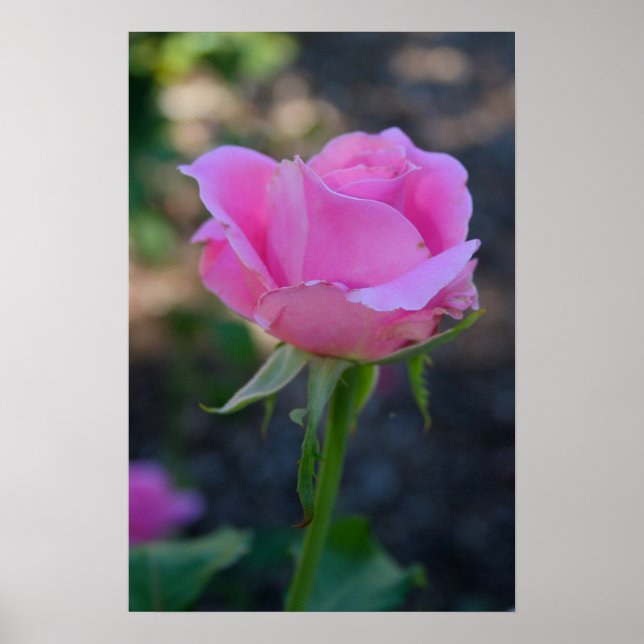 Budding Pink Rose Poster (Vorne)