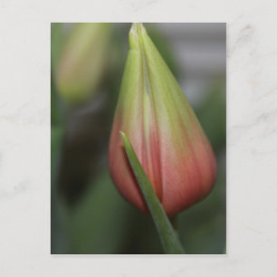 Budding Tulip #2 Postkarte