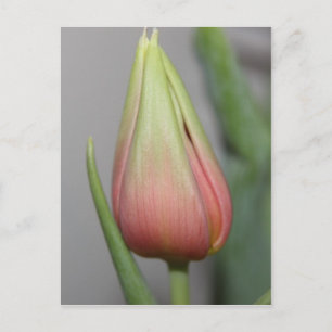 Budding Tulip #3 Postkarte