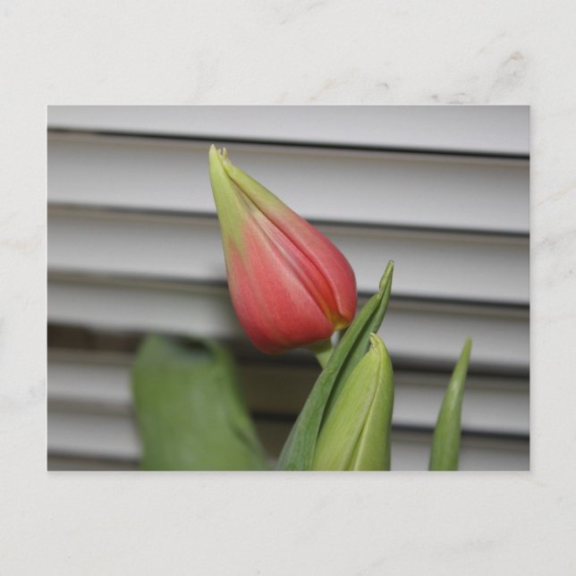 Budding Tulip Postkarte (Vorderseite)