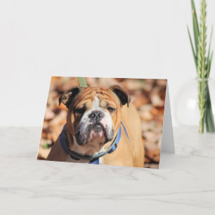 Buddy Bulldog Feiertagskarte
