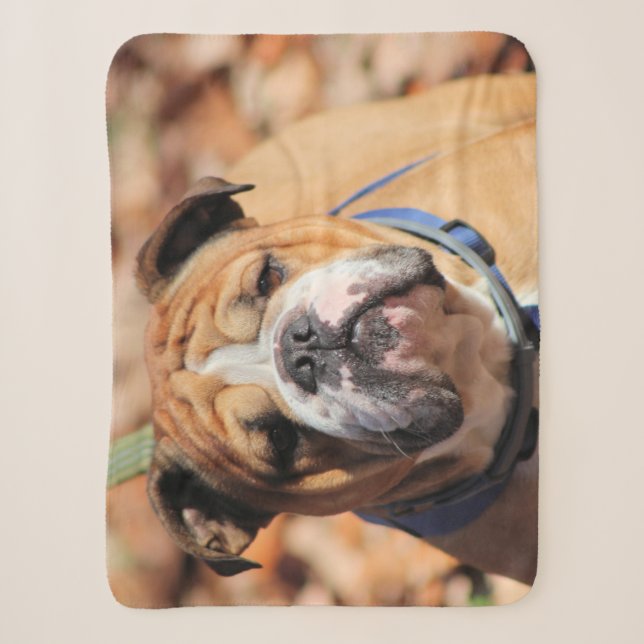 Buddy Bulldog Sherpadecke (Vorderseite)