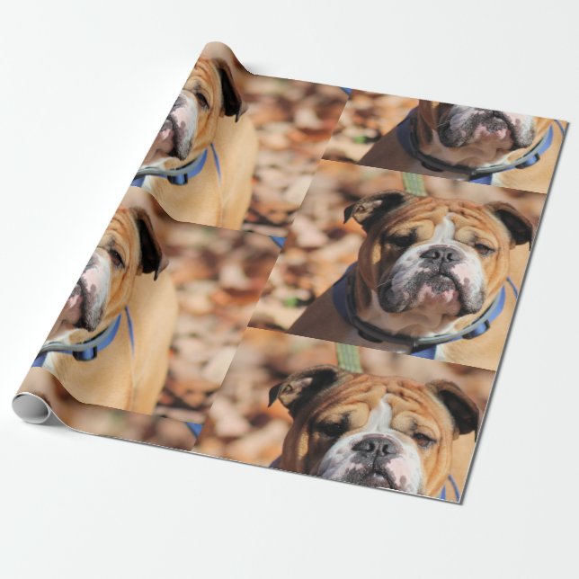 Buddy Bulldog Wrapping Paper Geschenkpapier (Ungerollt)