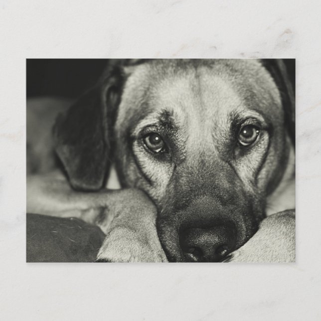 Buddy Postcard Postkarte (Vorderseite)