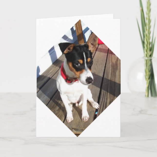 Buddy - Rat Terrier Karte (Vorderseite)
