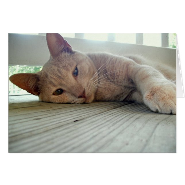 Buddy the Cat (Vorderseite (Horizontal))