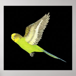 Budgerigar fliegen — Melopsittacus undulatus Poster