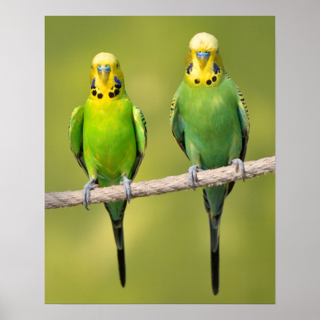 Budgerigars auf einem Seil Poster (Vorne)