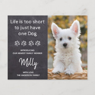 Budget New Pet New Puppy Ankündigung