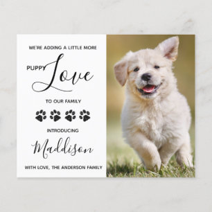 Budget Welpe Liebe Hund Neuankündigung Haustiere