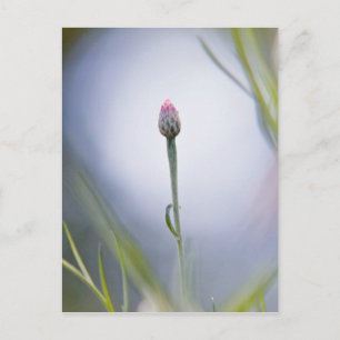 Budgetierung der Blume Postkarte