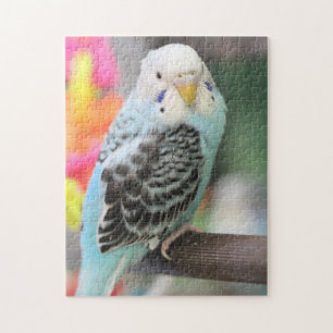 Budgie