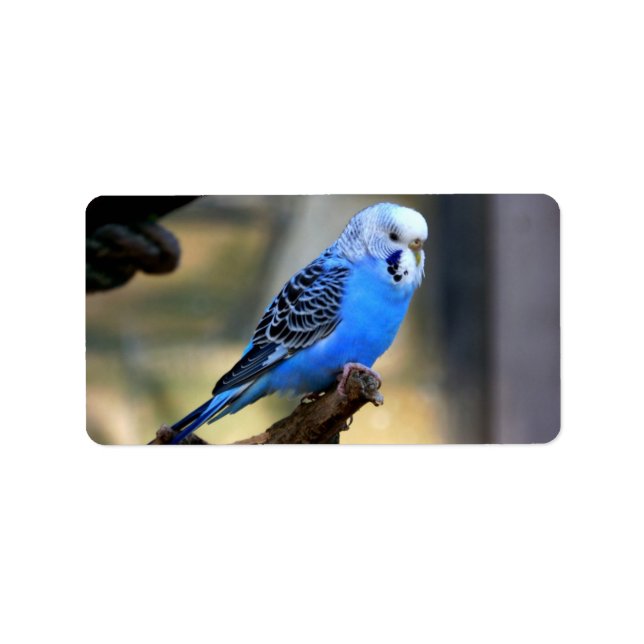 Budgie Adressaufkleber (Vorne)