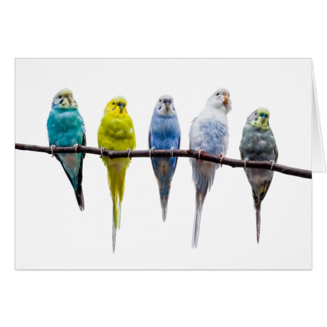 Budgie Birds (Devant Horizontal)