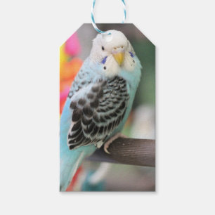 Budgie Geschenkanhänger