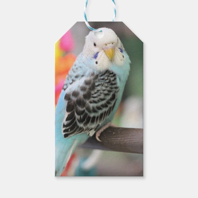 Budgie Geschenkanhänger (Vorderseite)