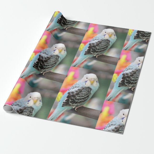 Budgie Geschenkpapier (Ungerollt)