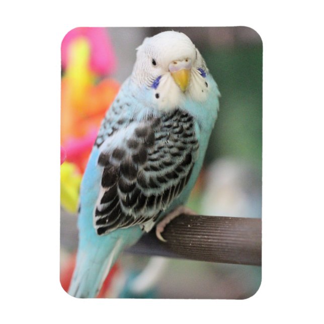 Budgie Magnet (Vertikal)