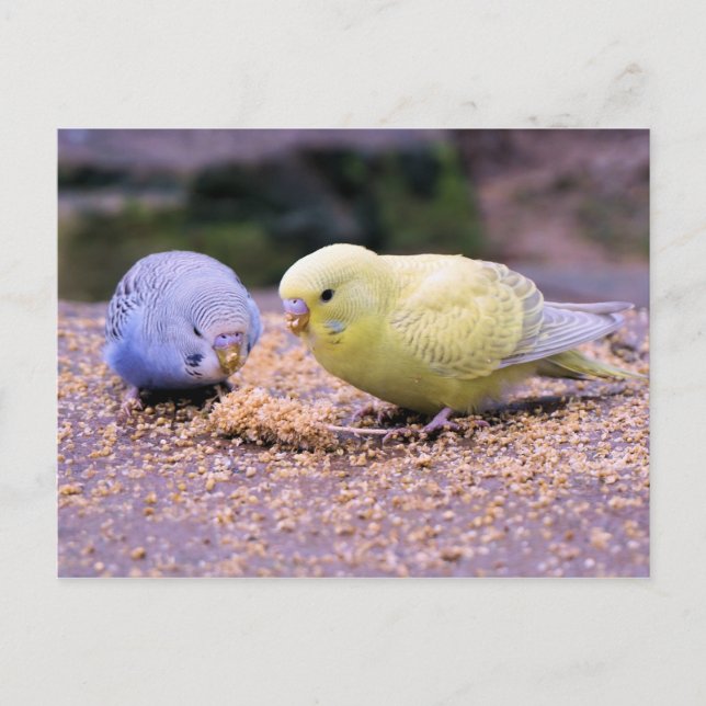 Budgie Postkarte (Vorderseite)