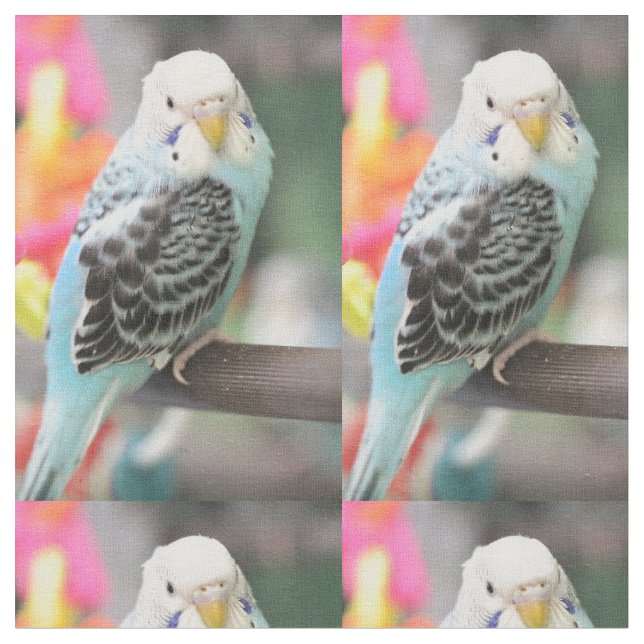 Budgie Stoff (Nahaufnahme)