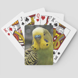 Budgie Vogel Spielkarten