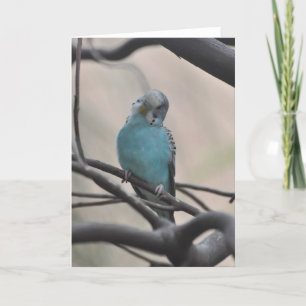 Budgie Wonder über Sie - Framework Art Card Karte