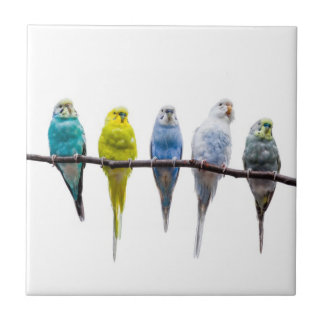 Budgies Fliese