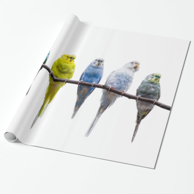 Budgies Geschenkpapier (Ungerollt)