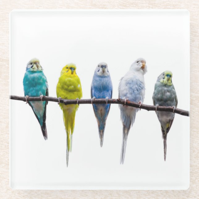 Budgies Glasuntersetzer (Vorderseite)