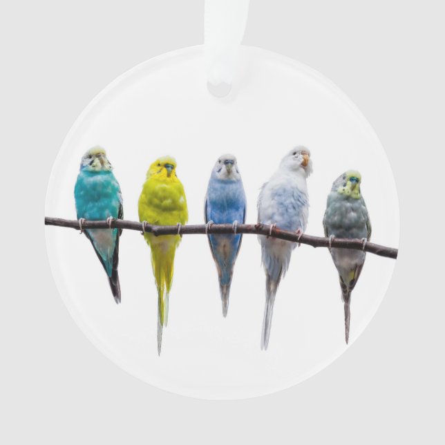 Budgies Ornament (Vorderseite)