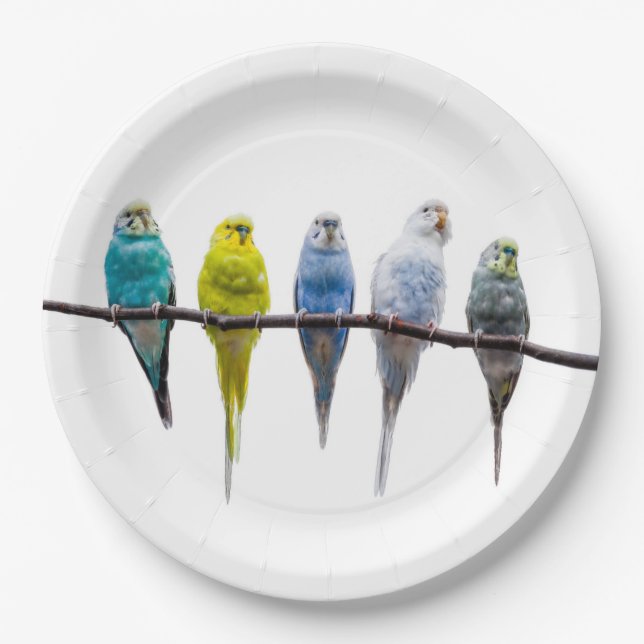 Budgies Pappteller (Vorderseite)