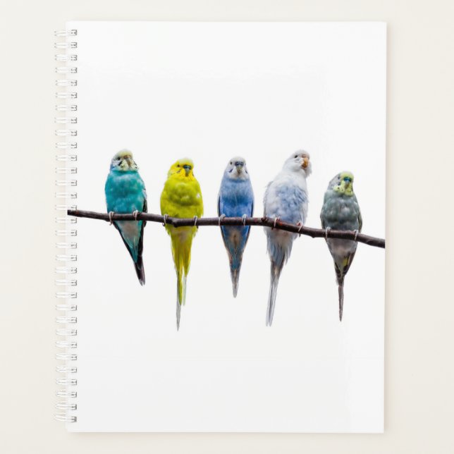 Budgies Planer (Vorderseite)
