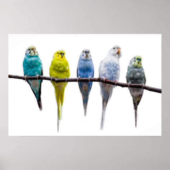 Budgies Poster (Vorne)