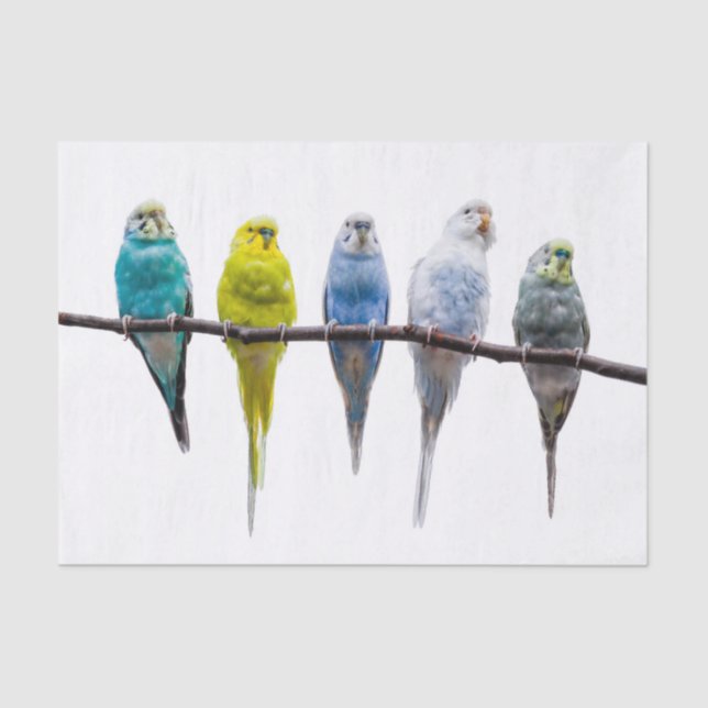 Budgies Seidenpapier (Vorderseite)