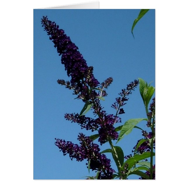 budlia 001 (Devant)