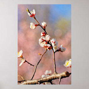 Buds of japan Apricot Blume Poster