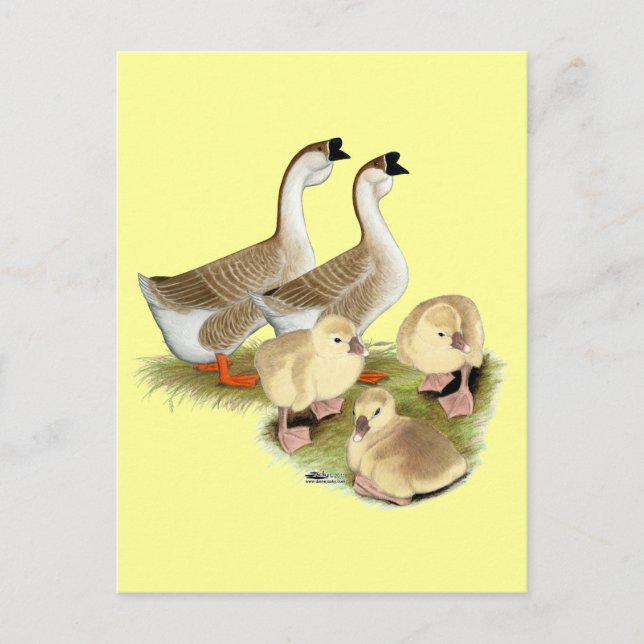 Buff African Goose Family Postkarte (Vorderseite)