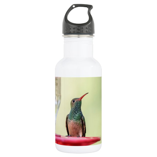 Buff-Bummingbird in Texas Edelstahlflasche (Vorderseite)