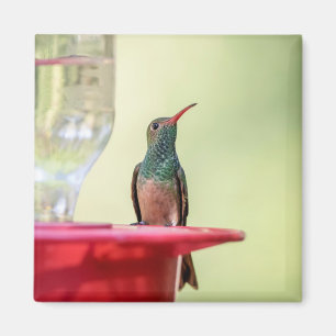 Buff-Bummingbird in Texas Magnet