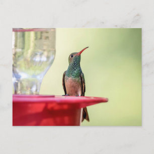 Buff-Bummingbird in Texas Postkarte