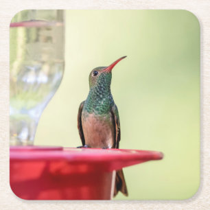 Buff-Bummingbird in Texas Rechteckiger Pappuntersetzer