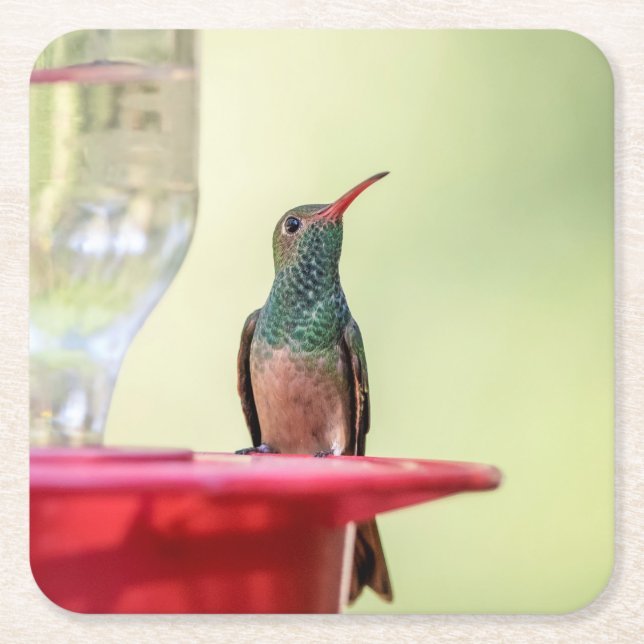 Buff-Bummingbird in Texas Rechteckiger Pappuntersetzer (Vorderseite)