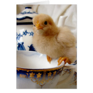 Buff Chick at Tee