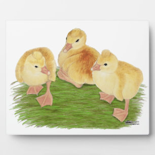 Buff Goslings Tufted Fotoplatte