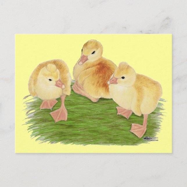 Buff Goslings Tufted Postkarte (Vorderseite)
