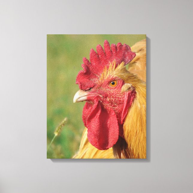 Buff Orpington Rooster Canvas Print Leinwanddruck (Vorderseite)