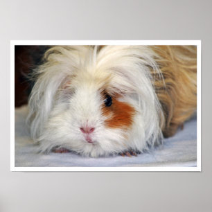 Buff und Weiß, Lunkarya, Meerschweinchen Gesicht Poster
