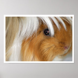 Buff und Weiß, Peruanisches Meerschweinchen Gesich Poster