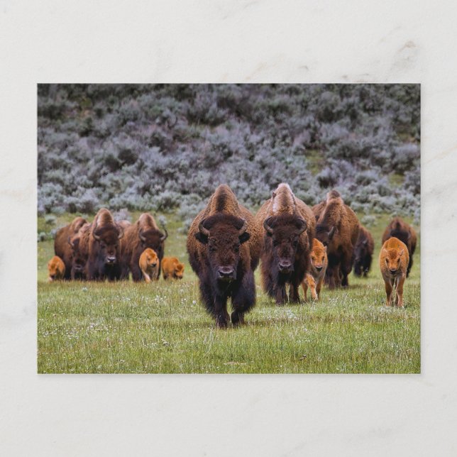 Buffalo 2 Postkarte (Vorderseite)