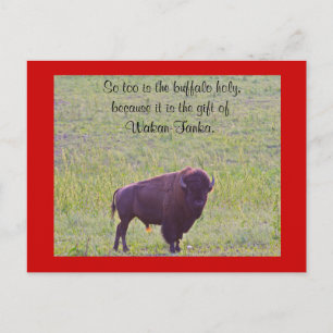 Buffalo auf Lakota Lands Postkarte